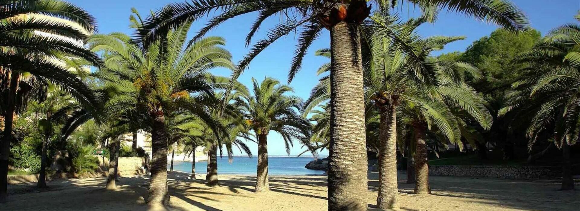 cala vinas, majorka, palmy na plaży, cala vinyes