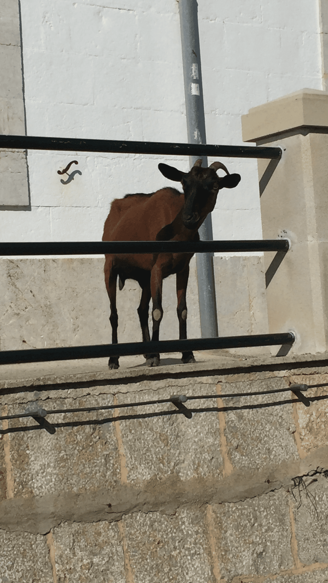 dzika, górska koza przy latarni morskiej na Majorce