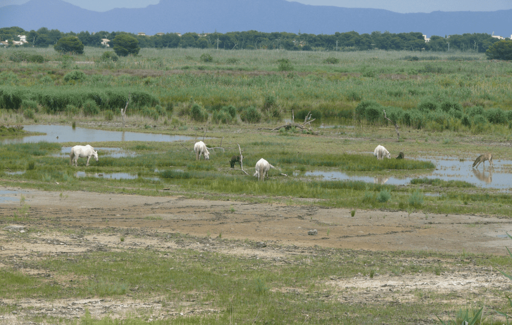 Park Naturalny S'Albufera, Majorka
