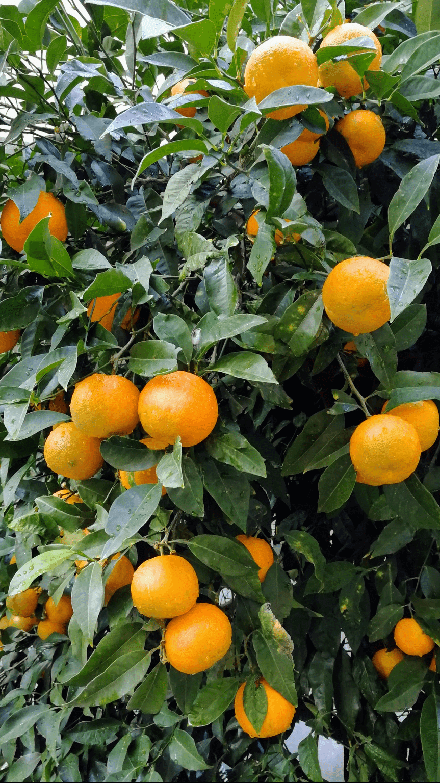 Sóller, Majorka - drzewko pomarańczowe